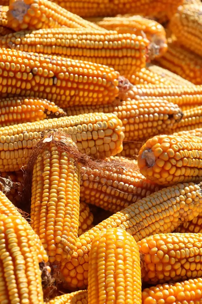 Yellow Corn